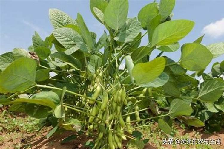 毛豆壳可以做花肥吗 毛豆壳能做花肥吗