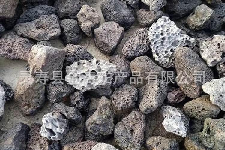 麒麟尾养殖和注意事项