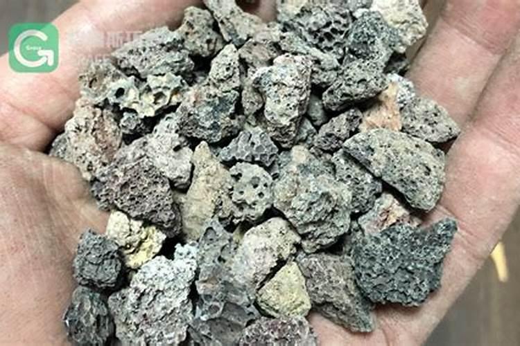 兰花要施什么肥料好