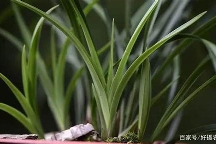 如果用尿素做叶肥的话,兑水的比例大概是多少？