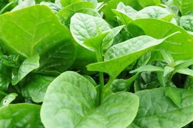 木耳菜施什么肥长得快