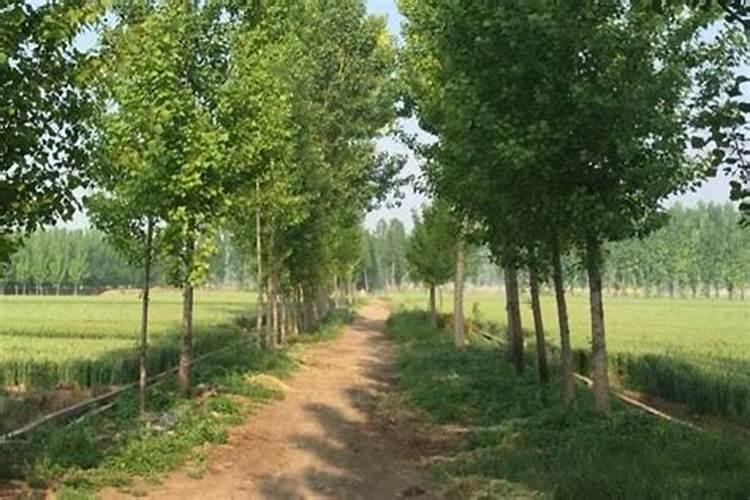 杨树施尿素可以撒施吗？