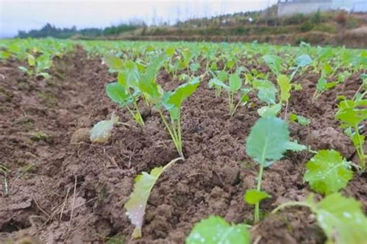 油菜病虫害有什么防治方法？