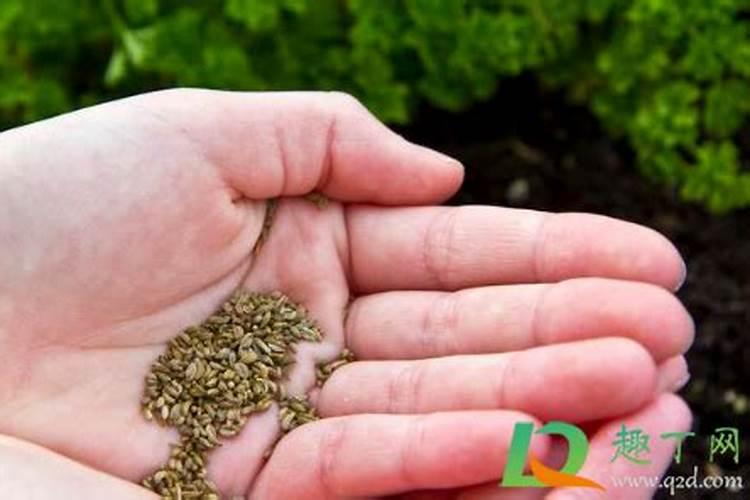 油菜移栽后几天可施肥