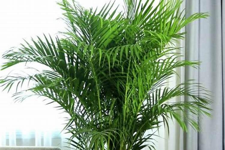 散尾葵叶子下垂怎么办