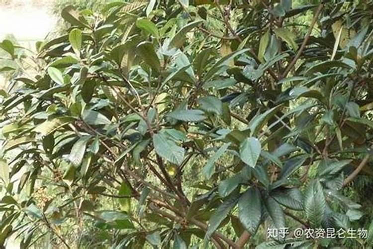 枇杷树缺磷有哪些症状和补救措施？