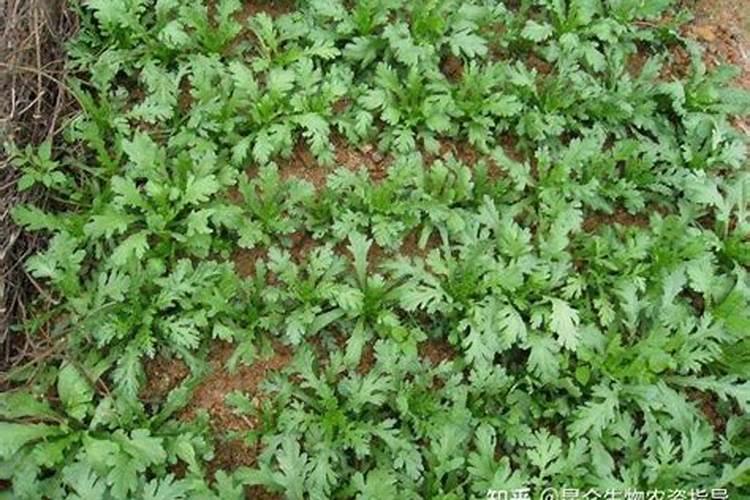 种菜的时候选择哪种肥料进行施加比较合适