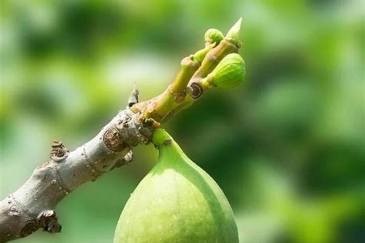 无花果树怎么养才长得好