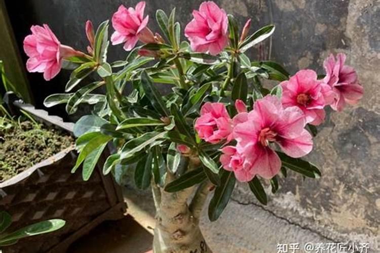 氮肥直接撒在西兰花的花球上可以吗？