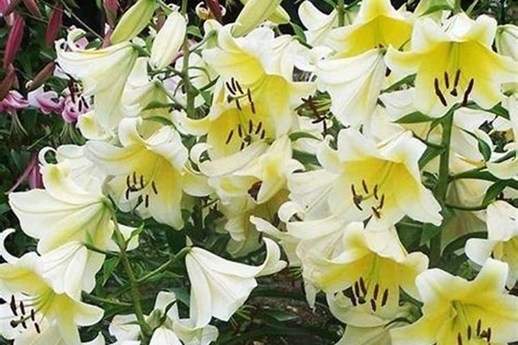 百合什么时候施肥