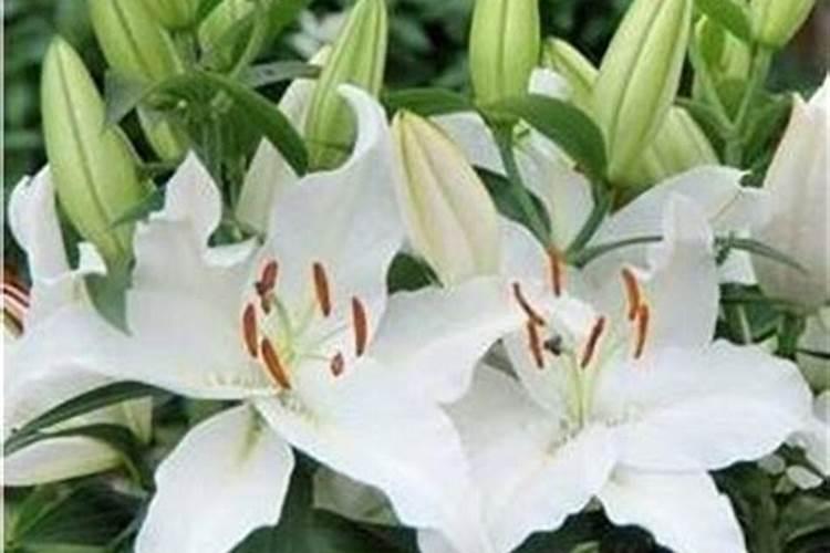 百合施肥用什么肥料最好