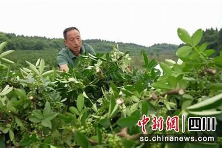 腾椒施什么肥料好