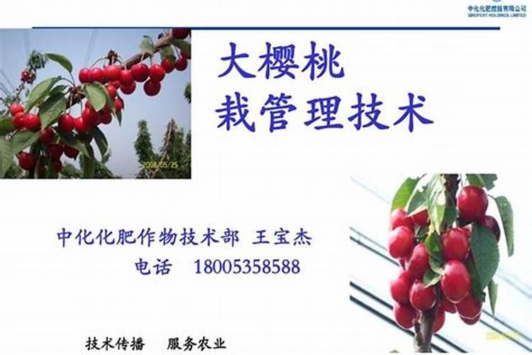 大棚樱桃水肥管理