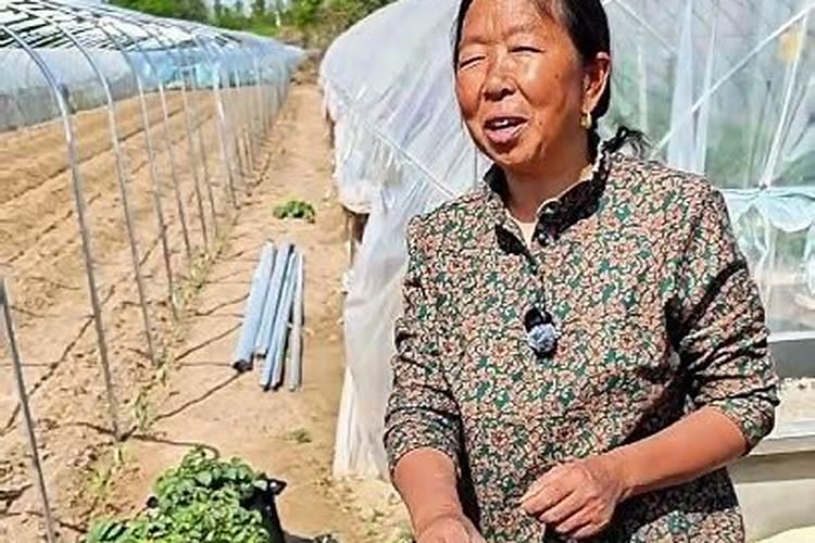 家庭自制有机肥发酵方法大全