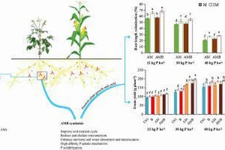 玉米肥害原因,肥害的解决方法