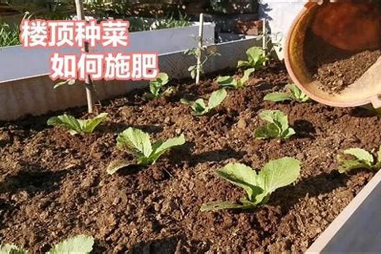 种菜用什么追肥长得快