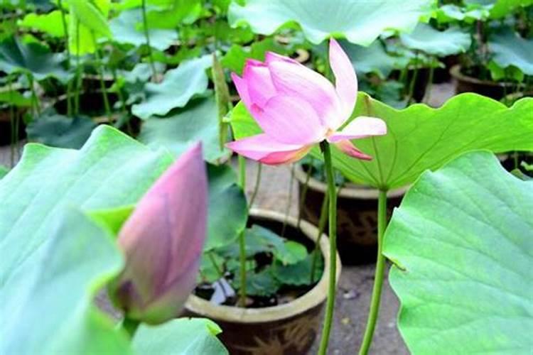 盆栽荷花如何施肥,磷钾肥为主氮肥为辅