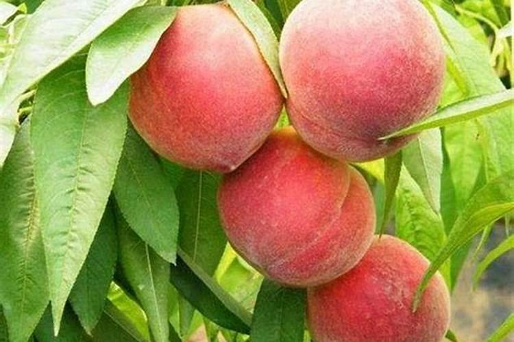 桃树是花前施肥好还是做果施肥好？