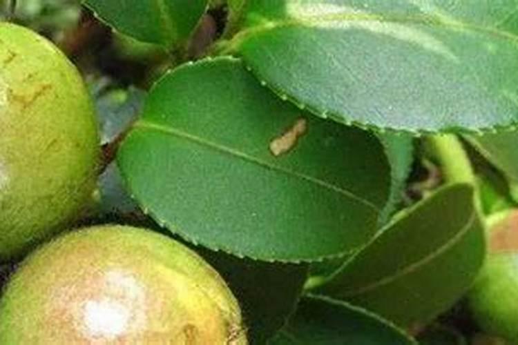 油茶开花时期应该喷何种叶面肥？