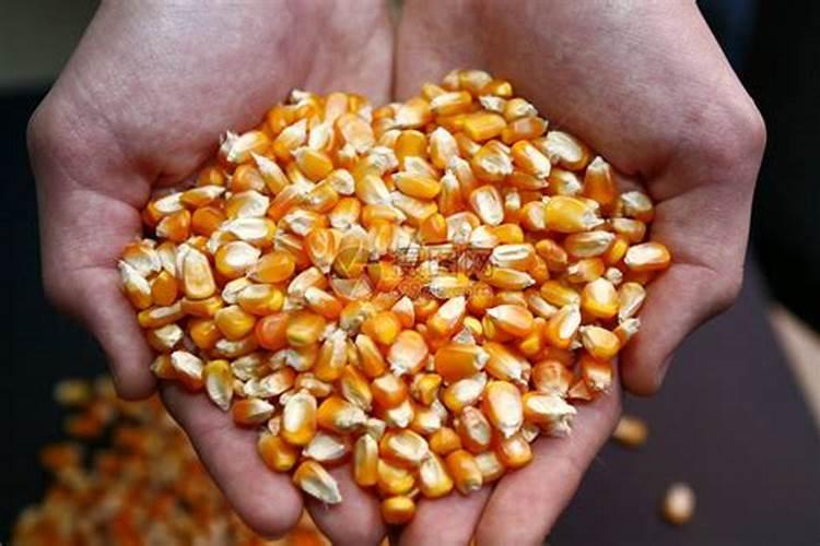 磷肥对玉米的作用及功能