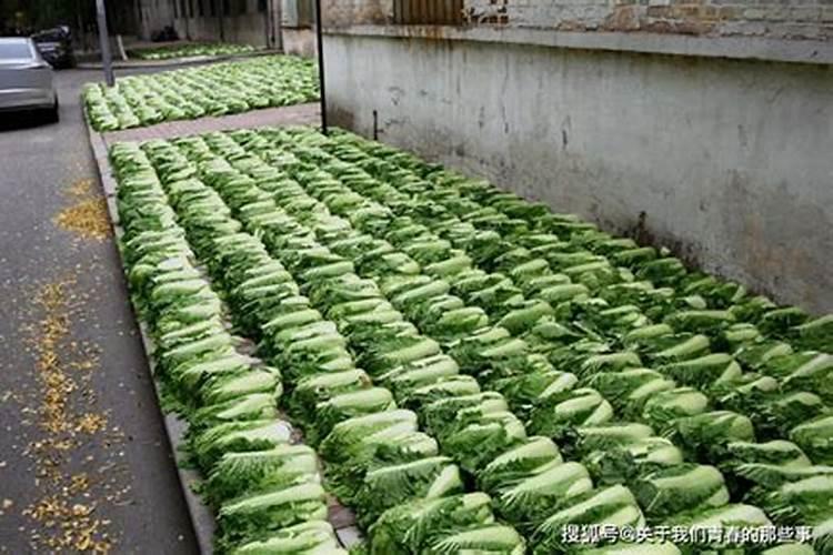 水稻大朋稻苗,零下几度受冻,怎么可以防冻？