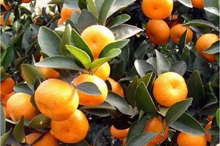 果树增甜叶面肥有哪些品牌,沃柑保花保果防裂,什么时间施肥好？