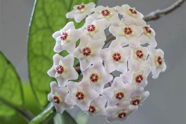 球兰怎么养加什么肥？