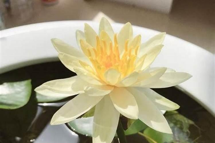 碗莲适合放在鱼缸吗？