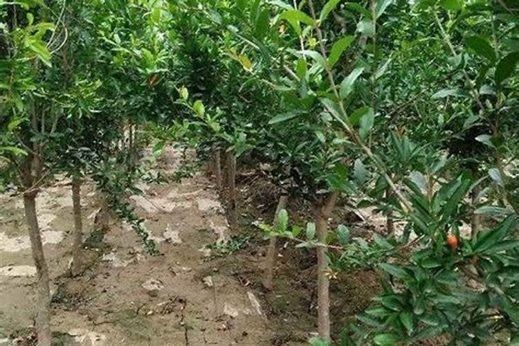 灯笼花用什么肥