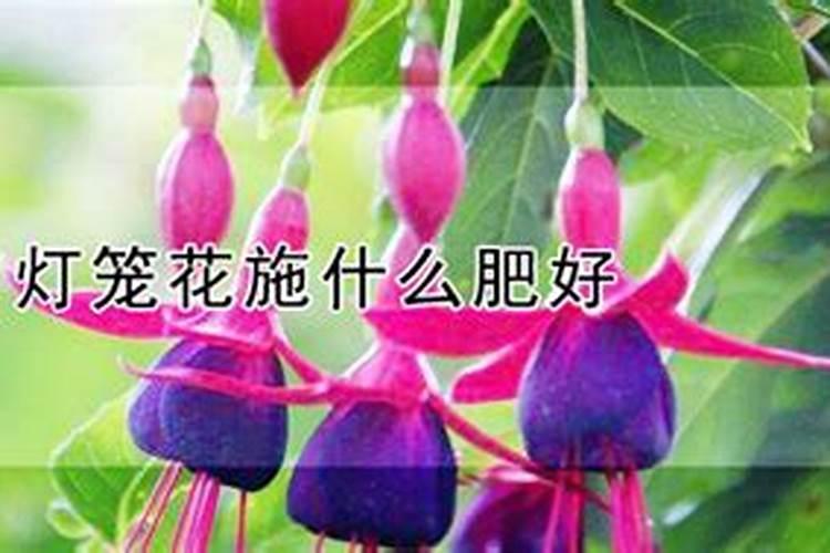 灯笼花的养殖方法和注意事项