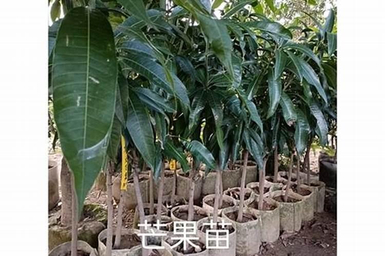 芒果幼苗应该施什么肥