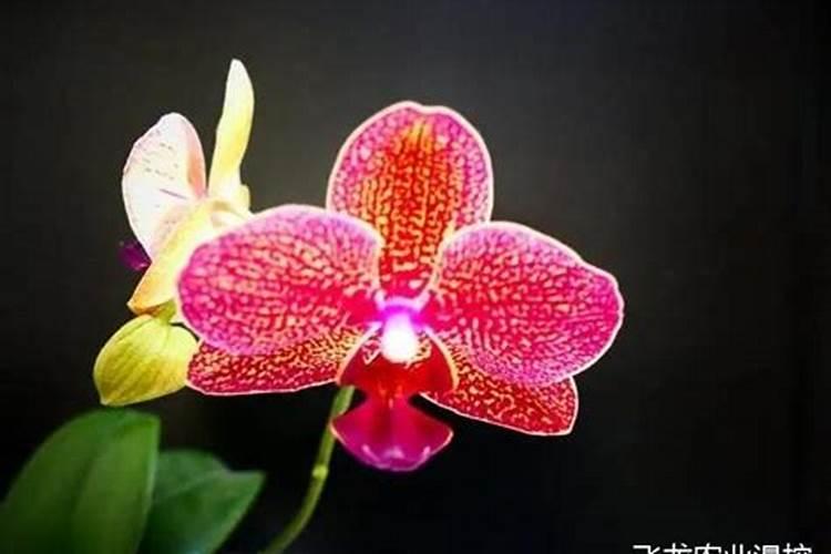 蝴蝶兰施什么肥料最好