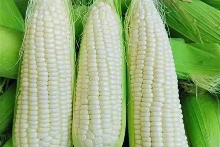 玉米用钻地肥料好吗