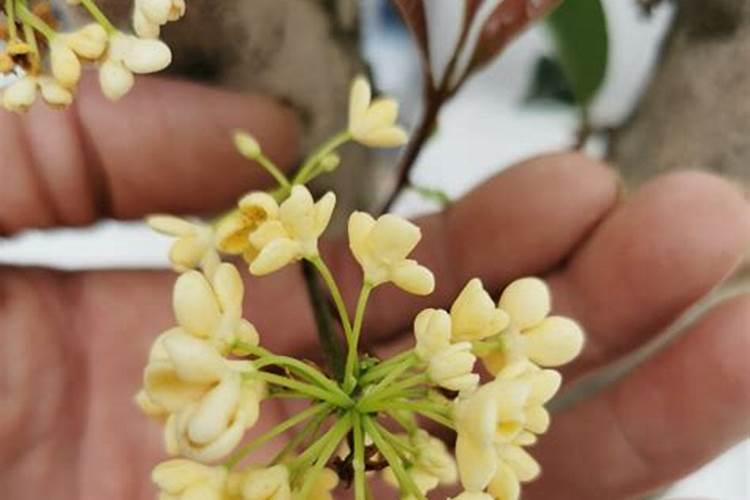8月桂花香还是10月桂花香