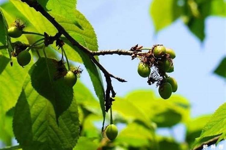 樱桃树使用全中植物生长平衡液是什么时候