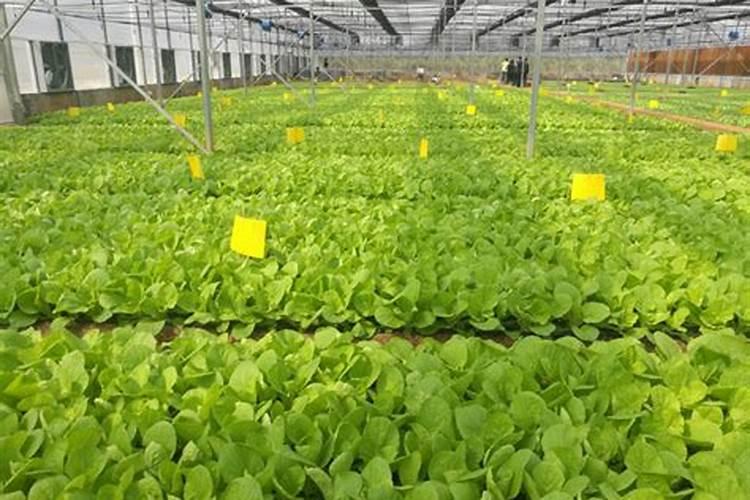 东台市奇康肥料有限公司怎么样？