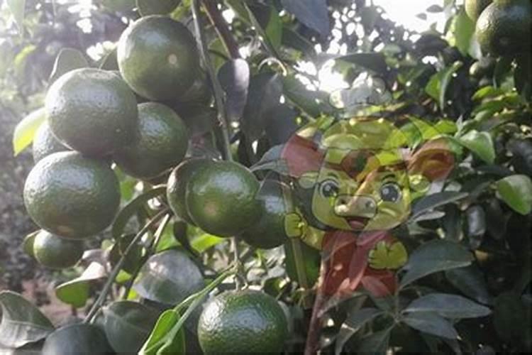 种葡萄用什么肥料