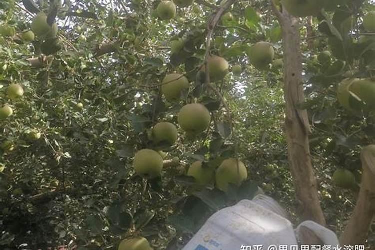 果园雨后撒施复合肥后多久喷矿源黄腐酸钾合适？