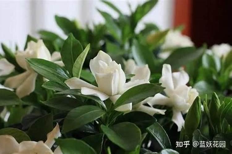 栀子花用什么肥料最好