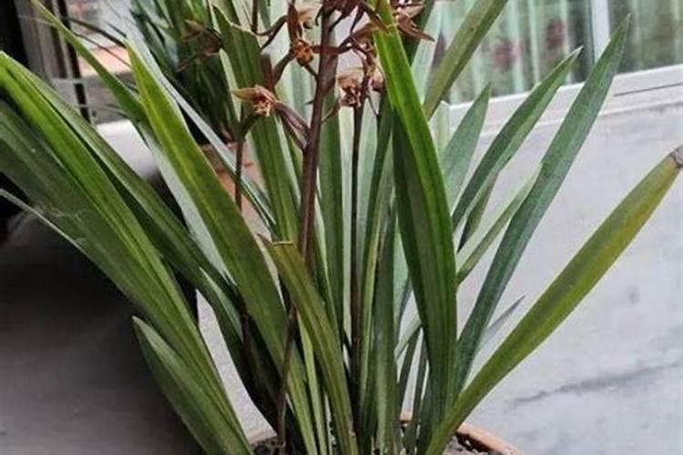 气温底时兰花怎样浇水施肥？