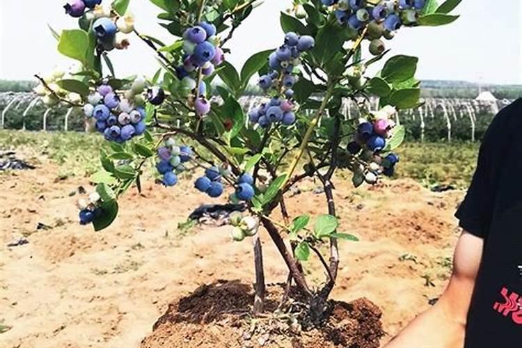 蓝莓需要什么肥料