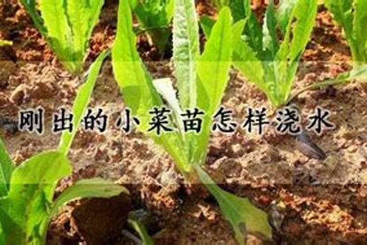 菜苗出苗后怎样让它快速长大