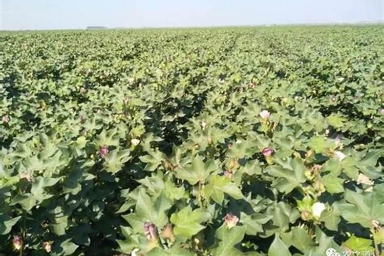 请问棉花进入八月份怎样滴肥料呢