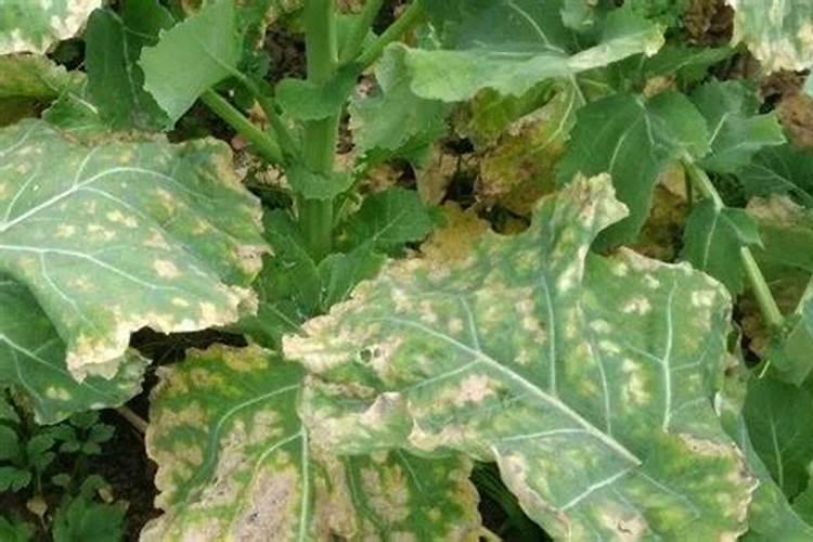 氮肥过多对水稻有什么危害 后期施的氮肥过多怎么处理