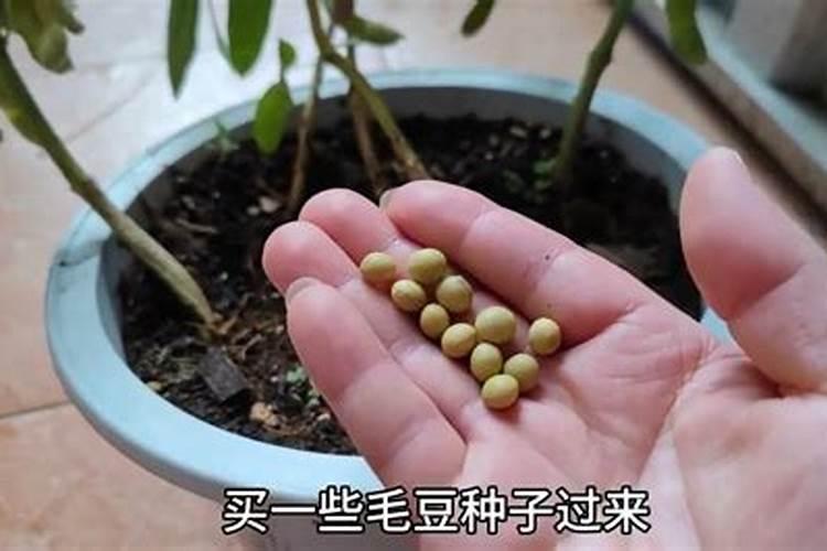 一盆花放几粒尿素 一盆花需要放多少