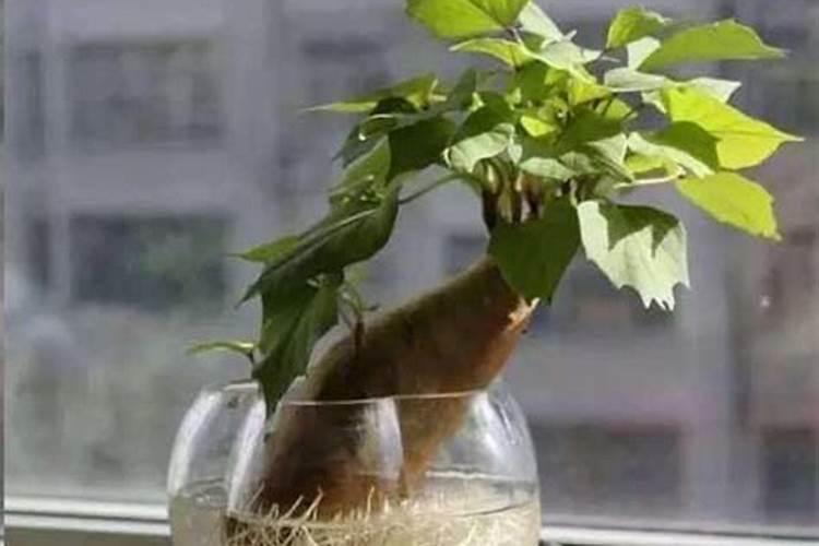 水溶肥灌根使用方法