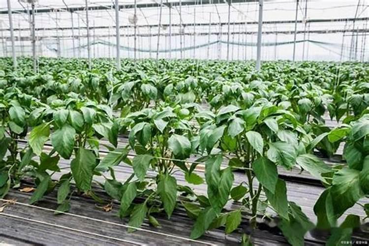 辣椒用什么叶面肥效果好？辣椒喷什么叶面肥结果多？