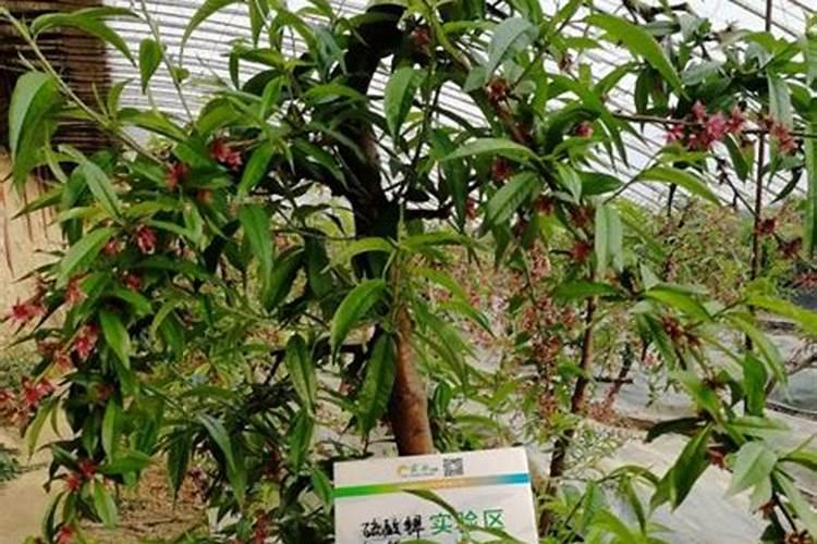 结果的桃树什么时侯施肥施什么肥？