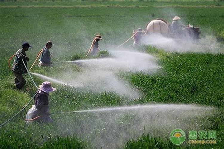 尿素水溶液 磷酸二氢钾 杀菌剂可以喷施玉米吗