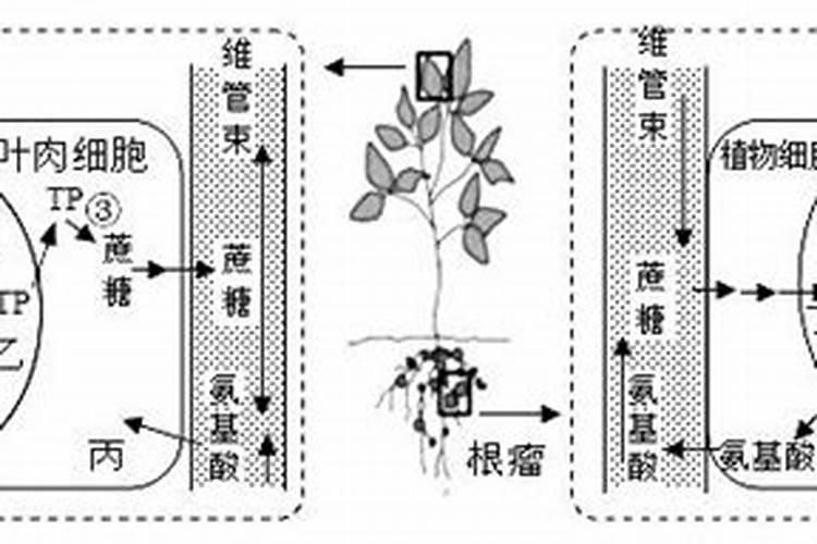 葡萄糖喷施植物有什么作用